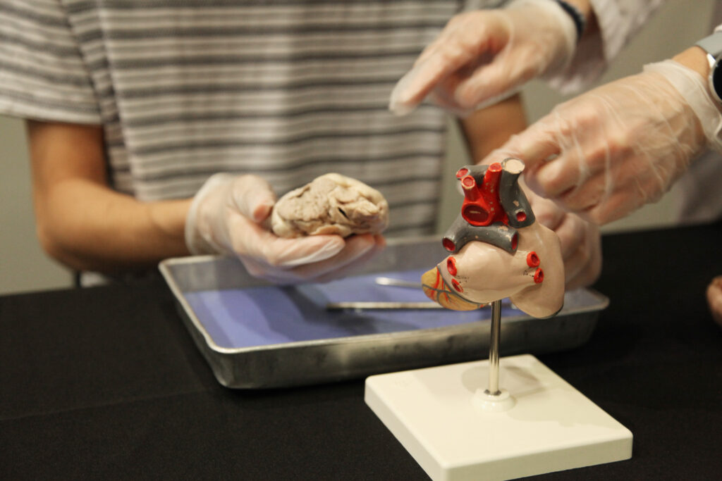 doc dissections at the health museum