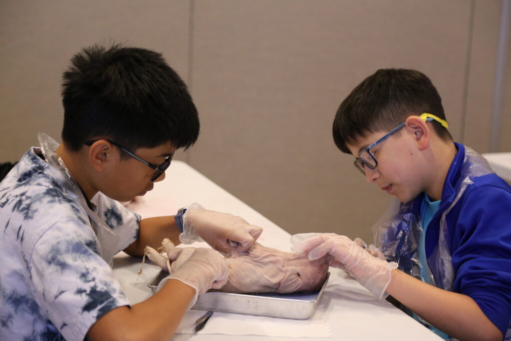 health museum summer camp dissection