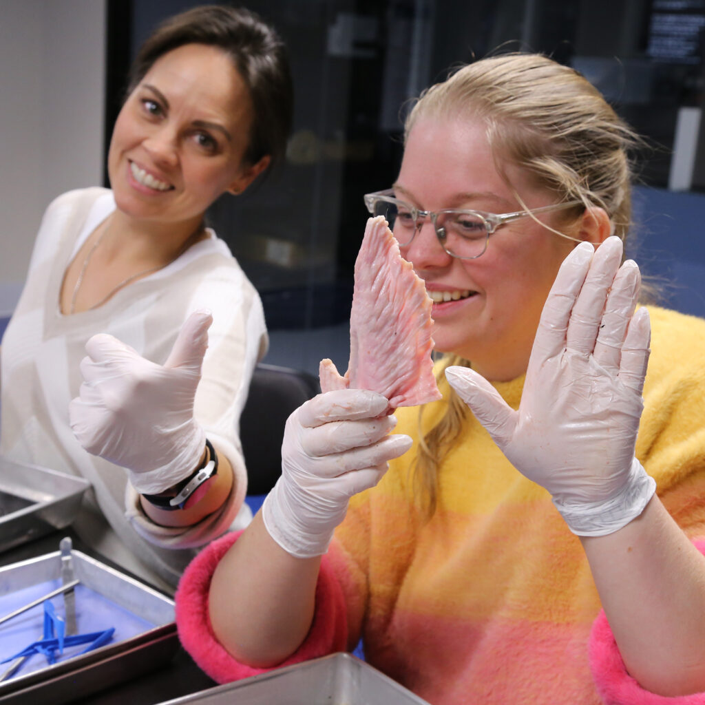 turkey wing dissection