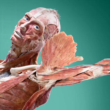 body worlds health museum