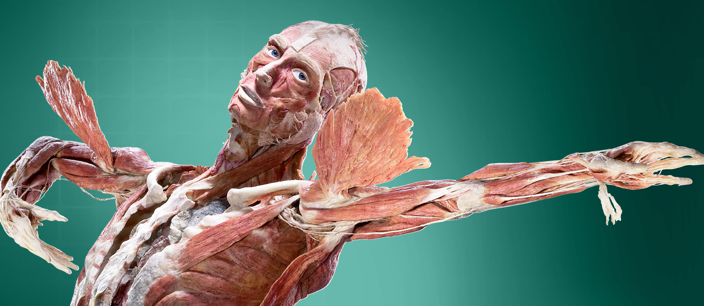 body worlds health museum