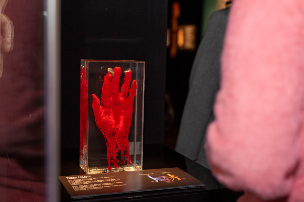 Body Worlds exhibit at the health museum